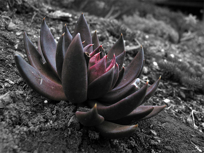 Black Lotus